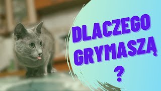 DLACZEGO KOTY GRYMASZĄ przy misce?