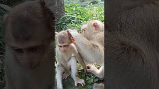 VID20241108161246  Monkey play