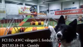 FCI EO-AWC válogató I. forduló - Cassidy