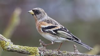 How Some Birds Can Change Their Colours Without Moulting