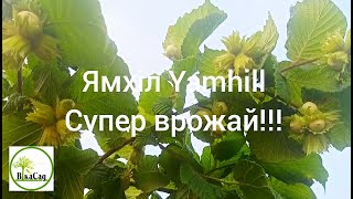 Ямхіл Yamhill СУПЕР ВРОЖАЙ!!!