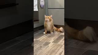 Scared Maine Coon Cat!