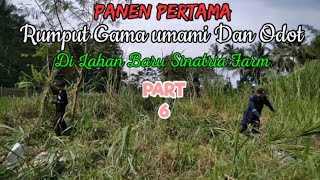 Panen pertama rumput gama umami dan odot di lahan baru sinatria farm part 6