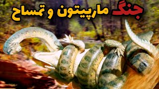 مارپیتون در نبردی خطرناک با تمساح |وحشتناک ترین مبارزه بین تمساح و مارپیتون 🤯😱