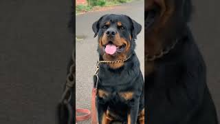 rottweiler beast rottweiler dog😍