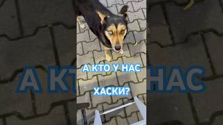 #Бродяга #Собакен Делите еду с друзьями?