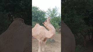 Camel in the Desert #ytshorts #camel #animals #shorts #camellife#camelculture #camelinthedesert