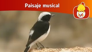 Paisaje musical: Playa - Desierto, para niños - Non