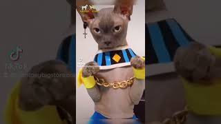 Won't Believe What This Sphynx Cat Wears for Halloween! Beerus Costume Will Make Your Day! #shorts