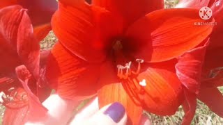 Amaryllis - Homenagem aos meus irmãos.