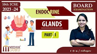 Endocrine glands 10th ICSE Board examination