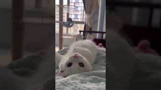 Göz kırpan kedi #kediler #kedi #funnycats #cats #cutecat #youtubeshorts