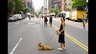 Best Dog Cafes in New York City