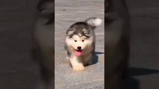 Just A Cute Little Fluffy White Dog