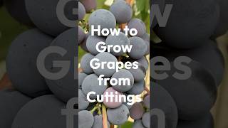 How to Grow Grapes from Cuttings