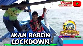 Spot ikan babon di pulau seribu