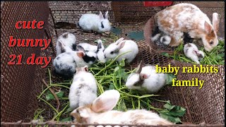 How to feed baby Rabbits | baby rabbits feeding. Preparation Before Rabbits.  Nesting Material.