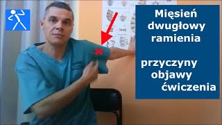 Ból barku i ramienia | Dwugłowy ramienia | Biceps brachii | Ćwiczenia i rehabilitacja | 🇵🇱 🇪🇺