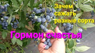 Зачем нужны разные сорта голубики???