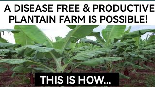 How To Maintain A Disease Free And Productive Plantain Farm