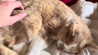 My cat Pumpkin’s excessively loud purring🐈😻😊🥰