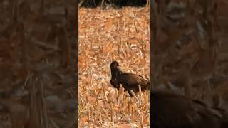 Yearlings 🦅 1st harvest #baldeagle #raptorlovers #eagle #birdsofprey 10-11-24 #eagles