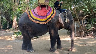 Elephant Village in Pattaya, Thailand (Деревня слонов в Паттайе, Таиланд)