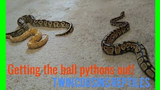 Getting the ball pythons out/ weights