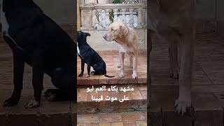 مشهد من الحلقة الأخيرة من #مسلسل_ڤيلا_زيكو ، بكاء العم ليو #dog #doglovers #كلاب #doglover #dogs