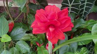 Red Hippeastrum stands out in a crowd