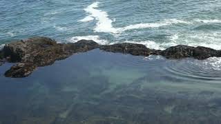 Tidepool at MacKerricher State Park