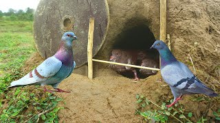 Amazing Unique Bird Trap Using Electric Cutter & Wood - Unique Quick Bird Trap - How To Trap Bird