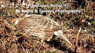 himalayan monal 2