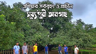 এশিয়ার সর্ববৃহৎ সূর্যপুরী আমগাছ | ২২০ বছর পুরনো | The Biggest & Oldest Mango Tree in Asia