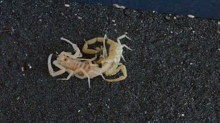 Scorpion Molting