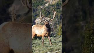 Beautiful Bull Elk in the Rocky Mountain National Park