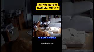 #반려동물 키우면 무조건 보세요