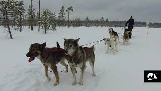 Karelia Dog Sledding Trip