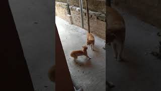 quarrel between two cats