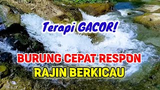 TERAPI GACOR, Burung Cepat Respon Rajin Berkicau, Suara Air Terapi Burung