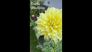 Dahlia in Bloom 🌿 August