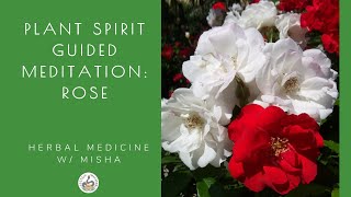 Plant Ally Guided Meditation: Rose; Journey with Plant Ally Rose