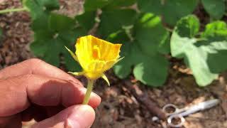 How to pollinate cantalope, squash,etc flowers