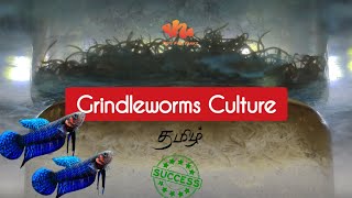 (* Super Easy *) Grindleworms Culture Set Up - Tamil | Jey's Fish Tanks