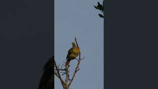 Orange breasted green pigeon #shorts