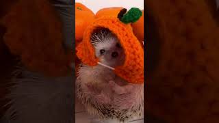 Самый милый ёжик 🥰 🦔