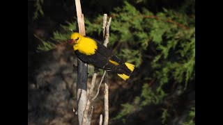 Nuestras aves: La oropéndola