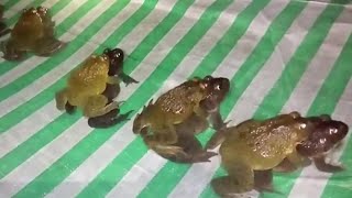 The Life Cycle of Tiger-striped Frogs | Modern Breed of Thai Frogs and the Production of Field Frogs