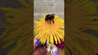 #bumblebee receiving #freshflower #freshwater