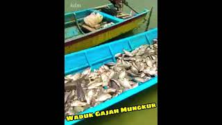 WADUK GAJAH MUNGKUR PANEN IKAN